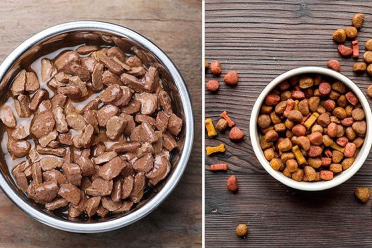تفاوت غذای خشک با غذای مرطوب برای سگ