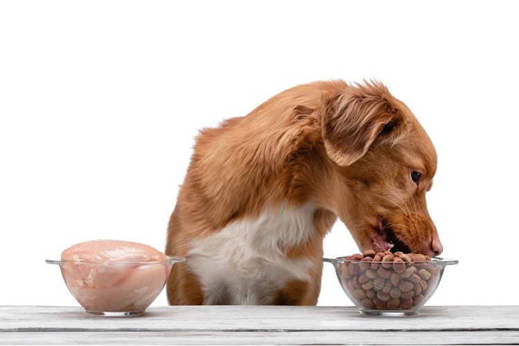 غذای مورد علاقه سگ‌ها چیست؟