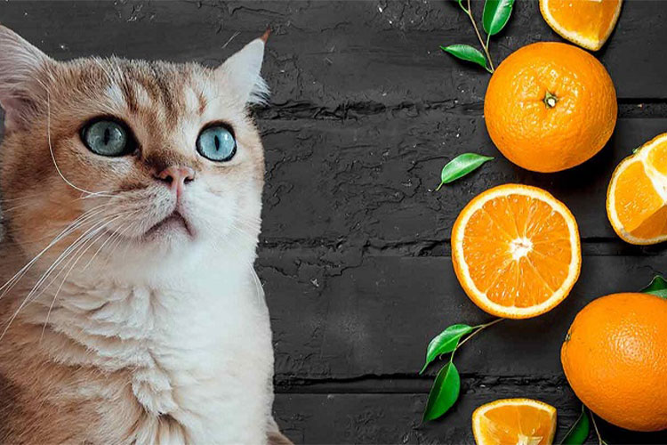 میوه ها و سبزیجات مجاز برای گربه کدام اند؟