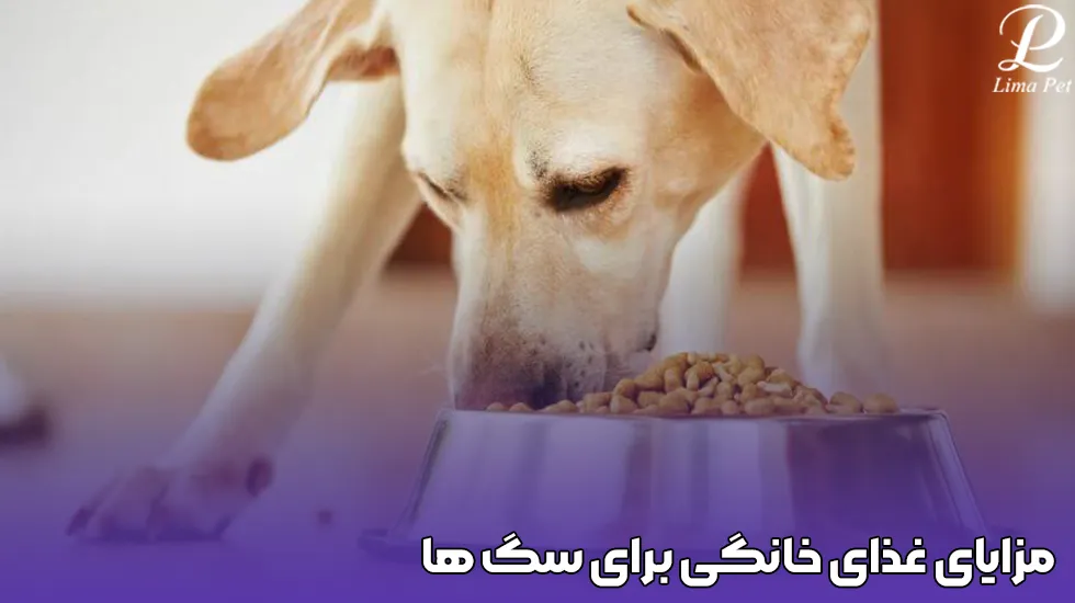 مزایای غذای خانگی برای سگ ها 