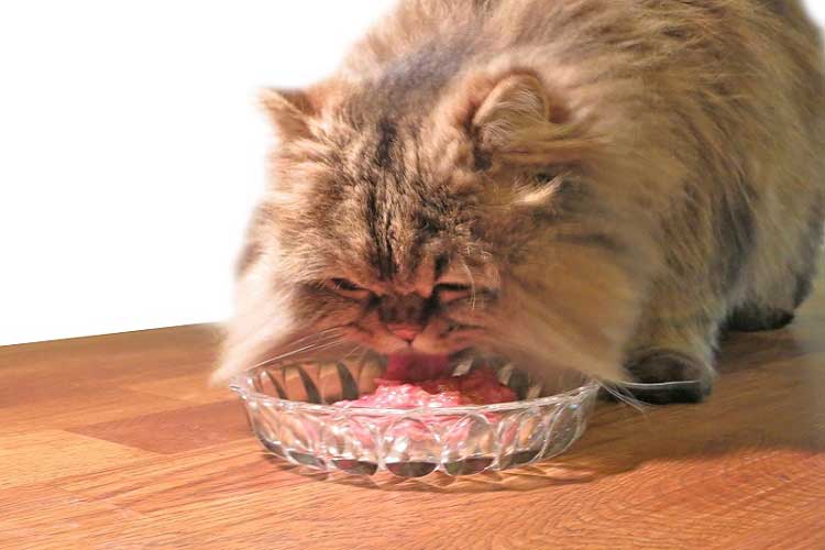 بهترین غذای گربه پرشین چیست؟