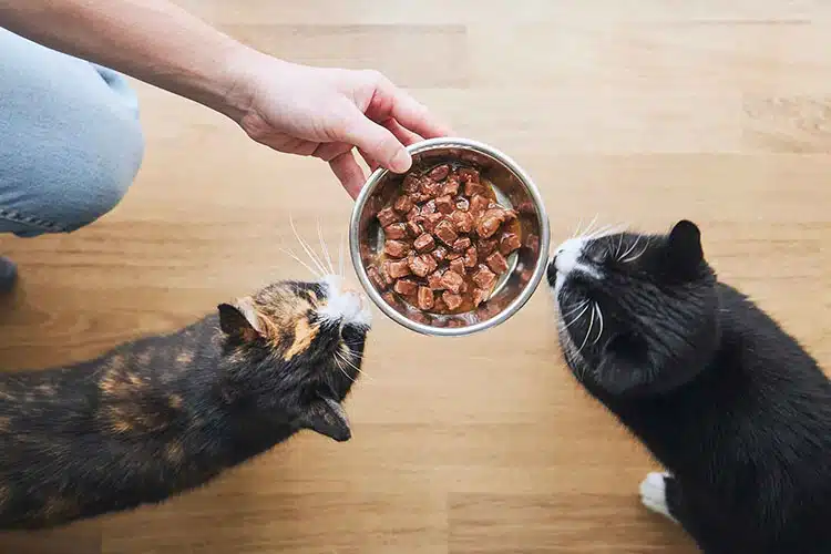 بهترین رژیم غذایی گربه های خانگی