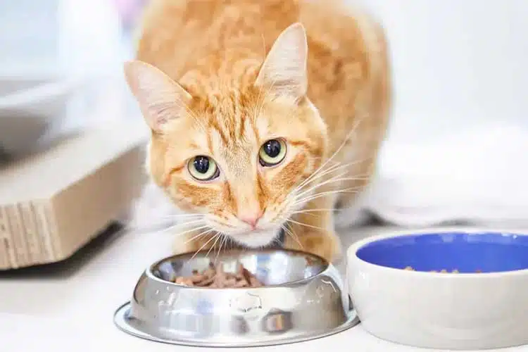 رژیم غذایی گربه های مسن بهتر است چگونه باشد؟