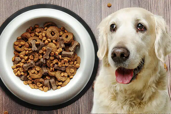بهترین غذای سگ گلدن رتریور چیست؟