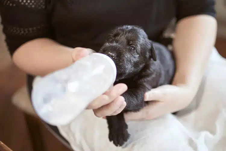 طریقه مصرف شیر خشک سگ