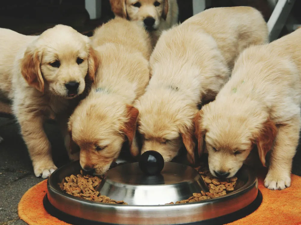 Puppy food plan- پت شاپ لیما