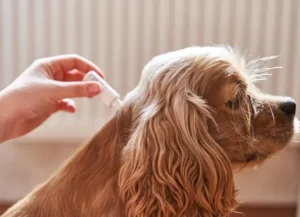 The best anti-tick medicine for dogs