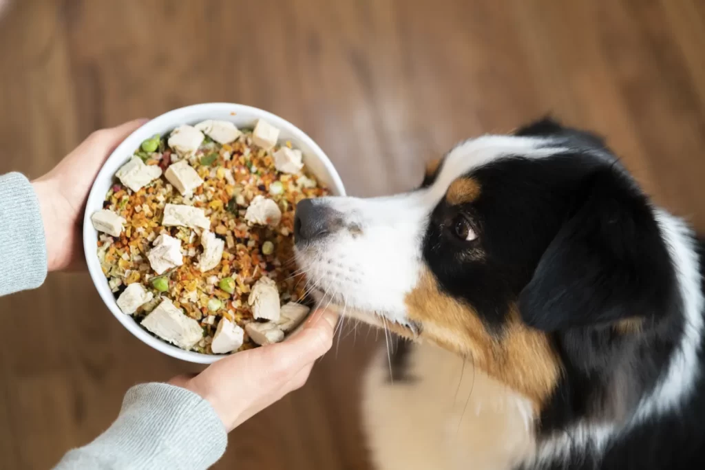 غذای مناسب برای سگ بد غذا - پت شاپ لیما
