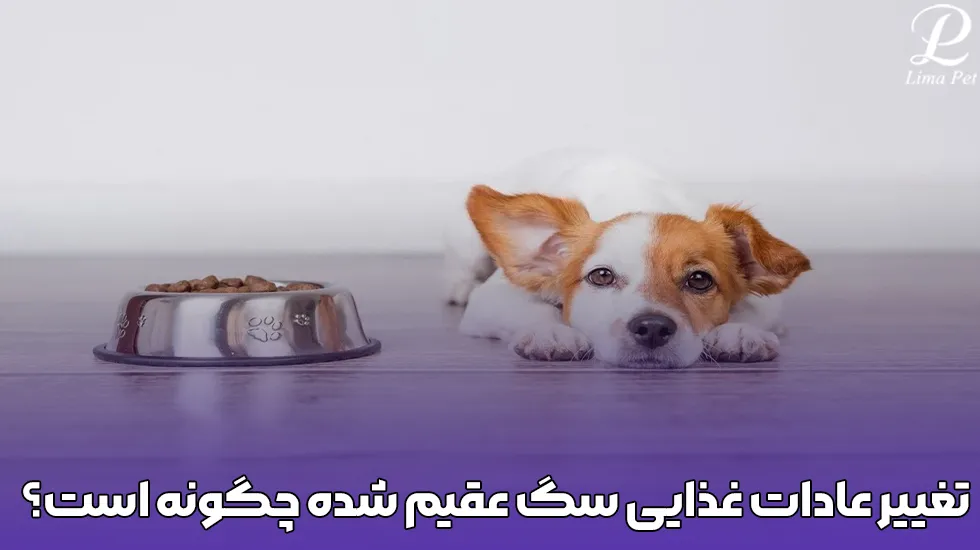 تغییر عادات غذایی سگ عقیم شده از چه زمانی شروع می شود؟ - پت شاپ لیما