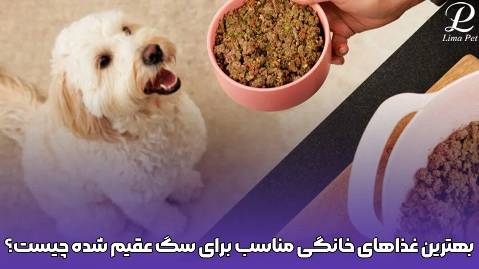بهترین غذاهای خانگی برای سگ عقیم شده چیست ؟ - پت شاپ لیما