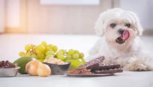 غذاهای خنک کننده برای سگ ها در تابستان