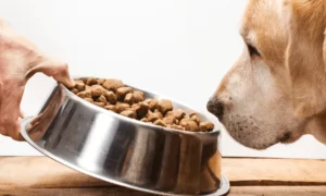غذای مناسب برای سگ بد غذا