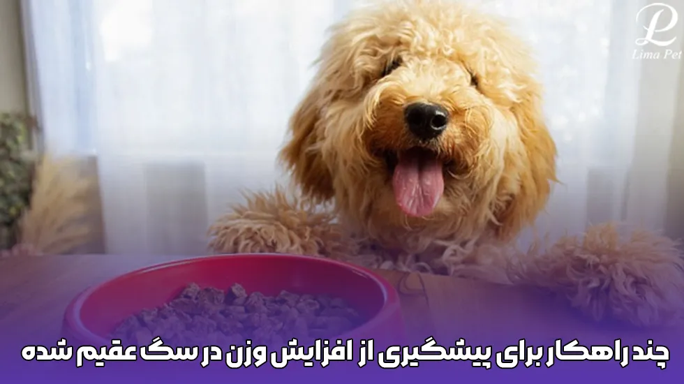 چگونه میتوان وزن سگ پس از عمل عقیم سازی را کنترل کرد؟ - پت شاپ لیما
