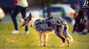 شایع ترین علل یبوست در سگ