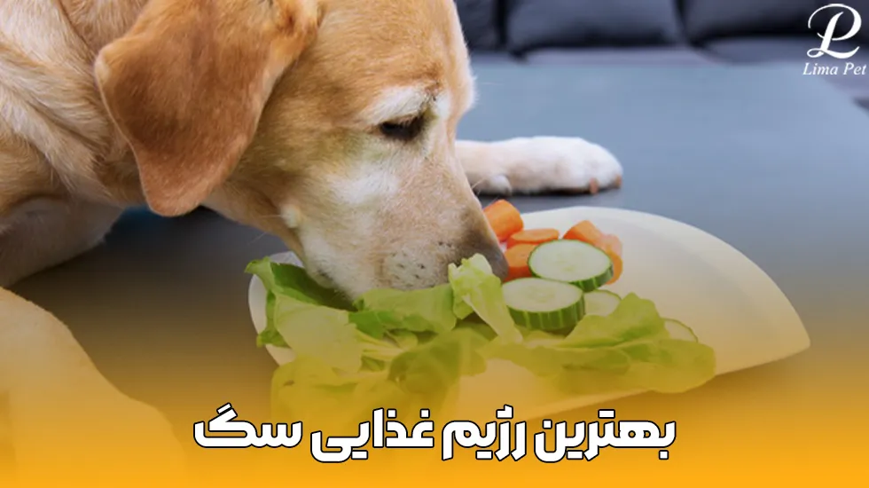 بهترین رژیم غذایی سگ-پت شاپ لیما
