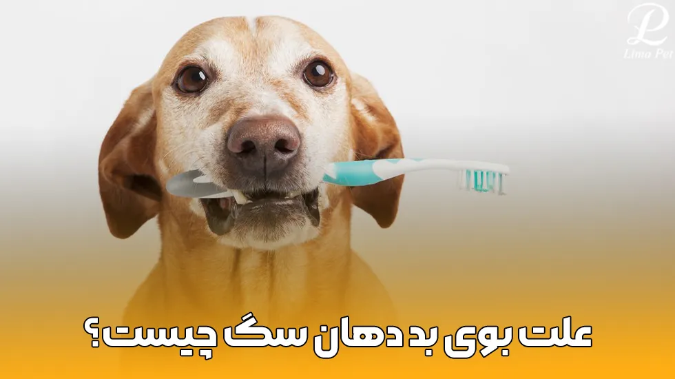 علت بوی بد دهان سگ چیست؟ پت شاپ لیما