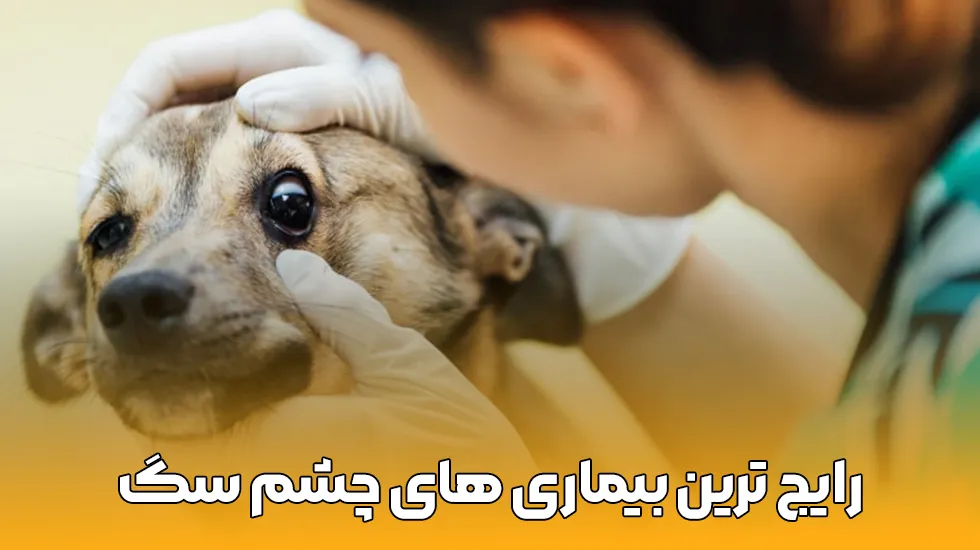 رایج ترین بیماری های چشم سگ ها- پت شاپ لیما