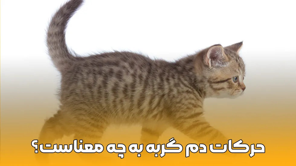 حرکات دم گربه به چه معناست؟