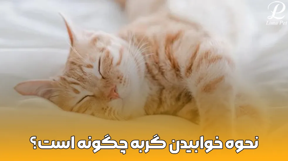 نحوه خوابیدن گربه - پت شاپ لیما