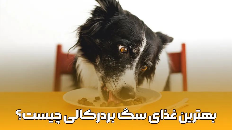 بهترین غذای سگ بردرکالی را بشناسید. | پت شاپ لیما