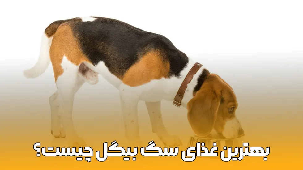 معرفی لیست بهترین غذای سگ بیگل - پت شاپ لیما