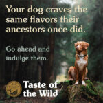 غذای خشک سگ بالغ تیست آف د وایلد Taste of the wild مدل High prairie وزن 2 کیلوگرم