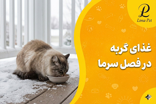 غذای گربه در فصل سرما