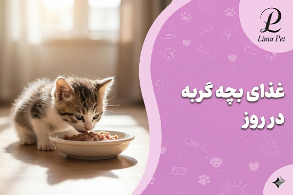 میزان غذای بچه گربه در روز