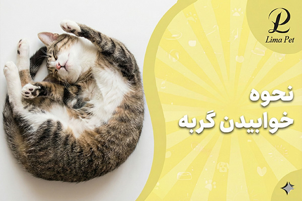 نحوه خوابیدن گربه چگونه است؟