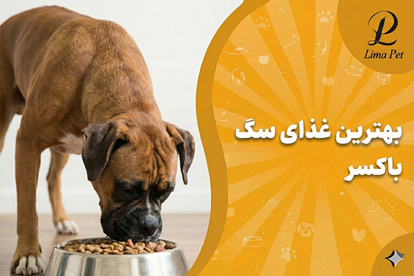 بهترین غذای سگ باکسر