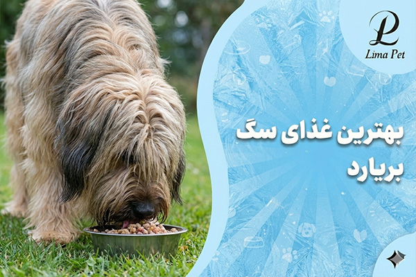 بهترین غذای سگ بریارد
