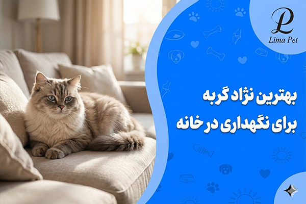 بهترین نژاد گربه برای نگهداری در خانه