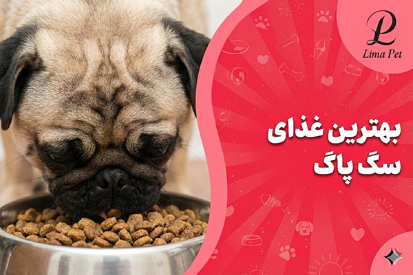 بهترین غذای سگ پاگ