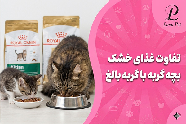 تفاوت غذای خشک بچه گربه با گربه بالغ