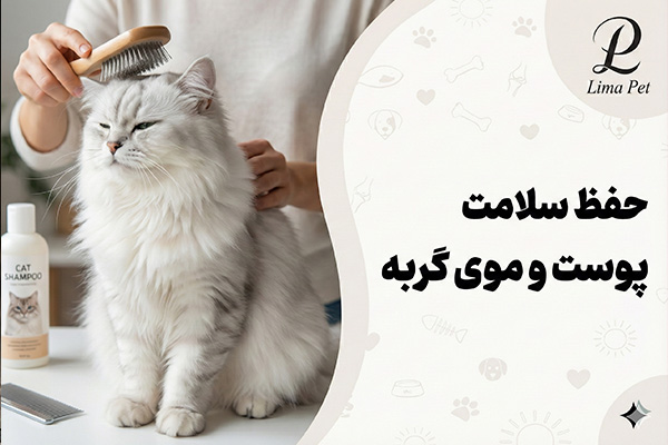 راهکارهایی برای حفظ سلامت پوست و موی گربه