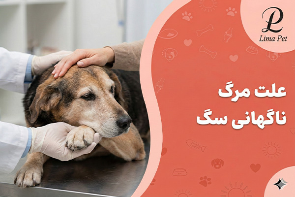 چه چیزی باعث مرگ ناگهانی سگ می‌شود؟