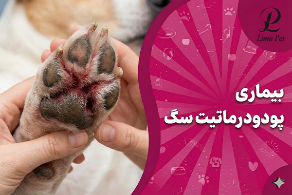 بیماری پودودرماتیت چیست؟