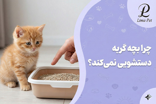 چرا بچه گربه دستشویی نمی‌کند؟