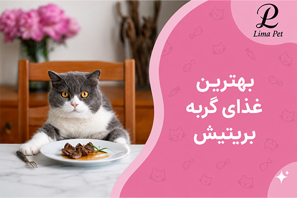 بهترین غذای گربه بریتیش