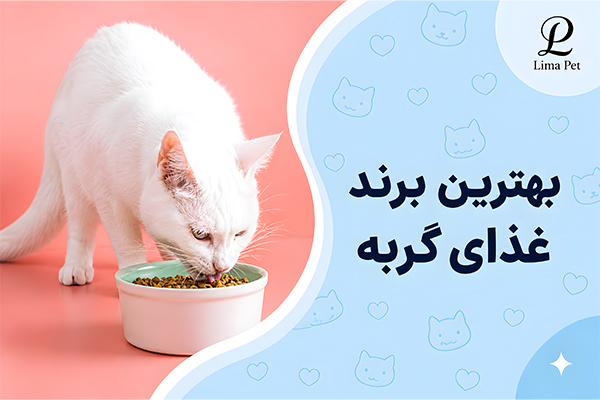 بهترین برند غذای گربه