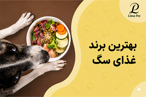 بهترین برند غذای سگ