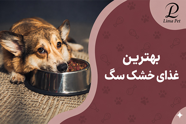 بهترین غذای خشک سگ