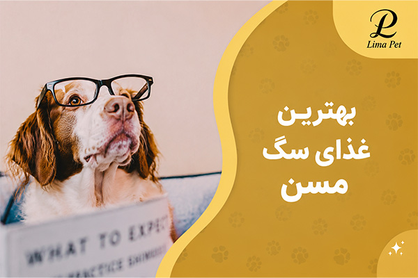 بهترین غذای سگ مسن