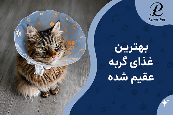 بهترین غذای گربه عقیم شده