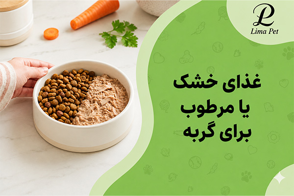 غذای خشک یا مرطوب برای گربه
