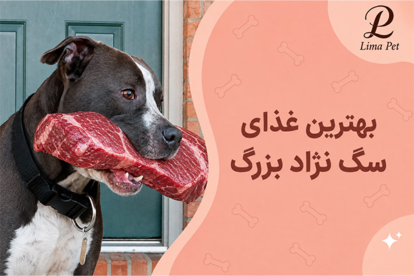 بهترین غذای سگ نژاد بزرگ