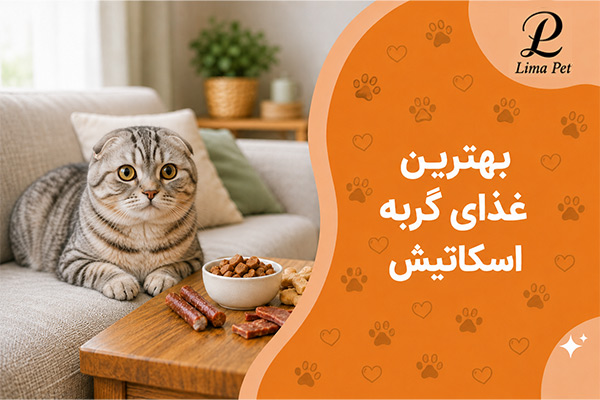 بهترین غذای گربه اسکاتیش