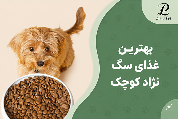 بهترین غذای سگ نژاد کوچک