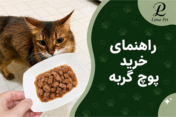 راهنمای خرید پوچ گربه