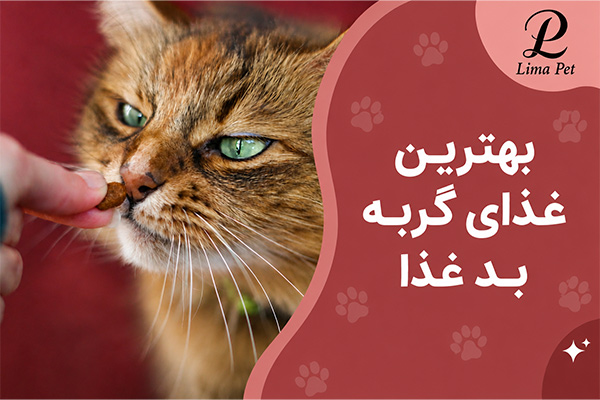 بهترین غذا برای گربه بد غذا